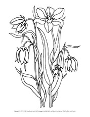 Ausmalbild-Tulpen-1.pdf